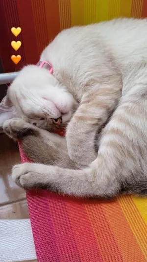 Gato raça Siamês idade 7 a 11 meses nome Nina