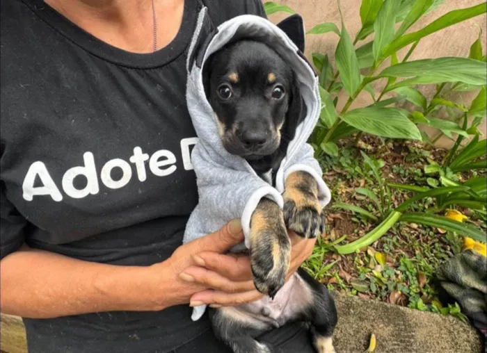 Cachorro ra a SRD-ViraLata idade 2 a 6 meses nome Michelângelo
