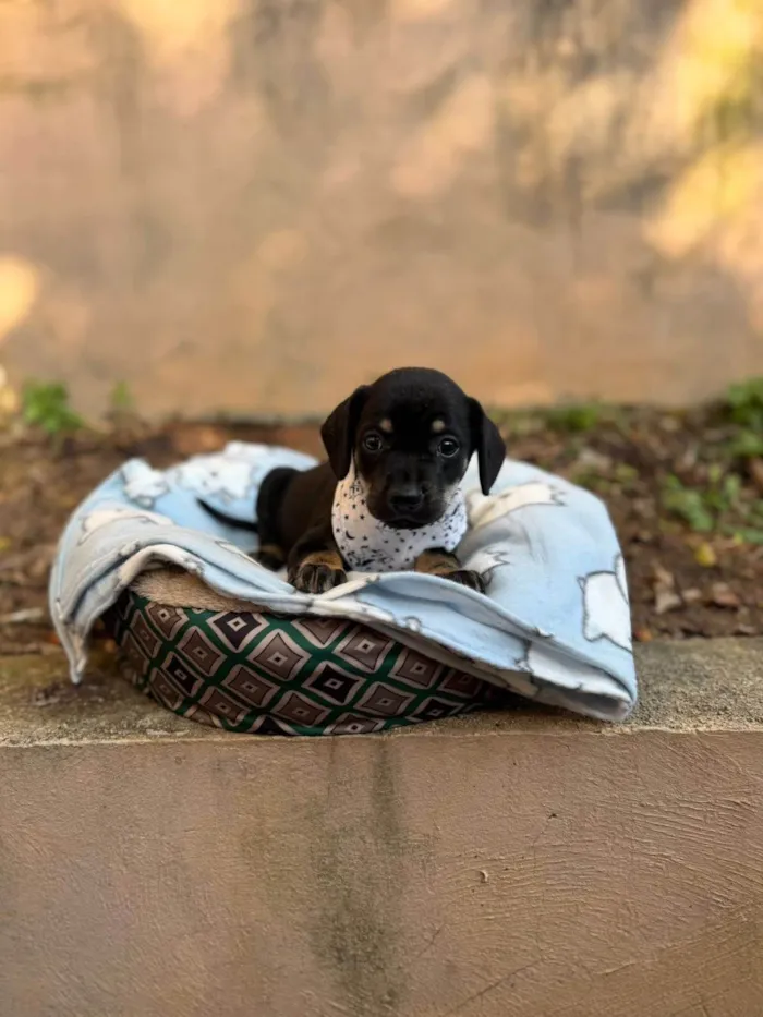 Cachorro ra a SRD-ViraLata idade 2 a 6 meses nome Michelângelo