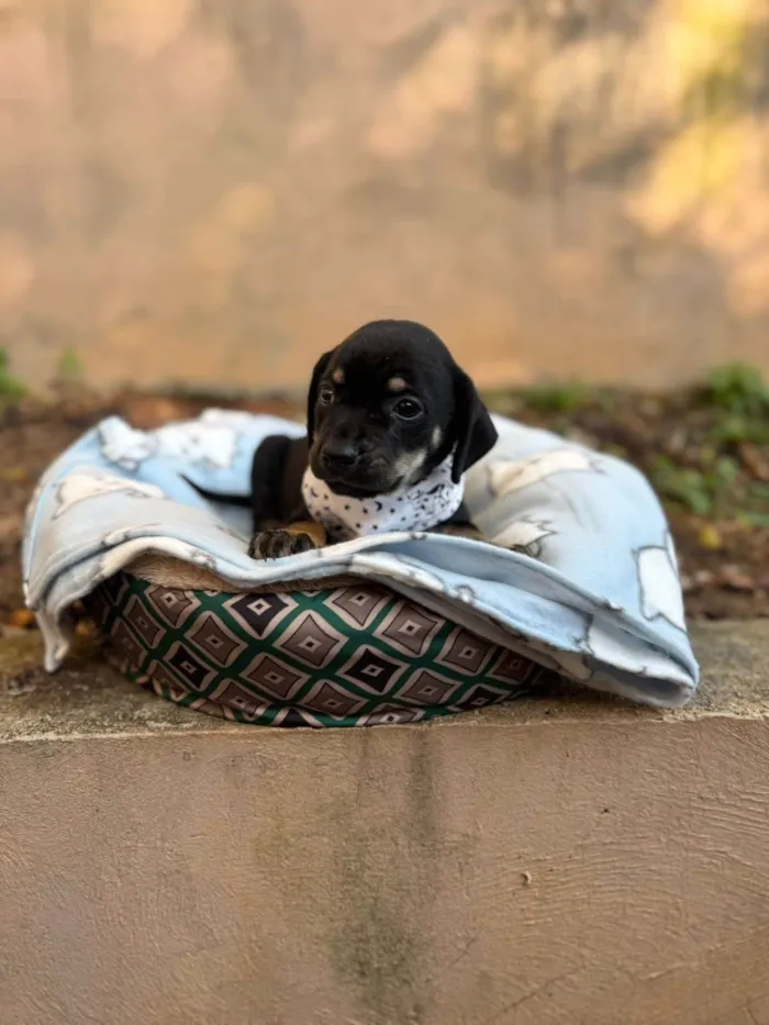 Cachorro ra a SRD-ViraLata idade 2 a 6 meses nome Michelângelo