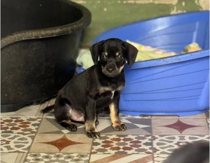 Cachorro ra a SRD-ViraLata idade 2 a 6 meses nome Michelângelo