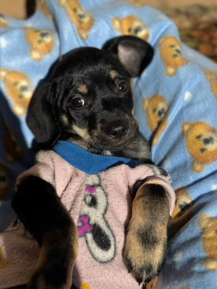 Cachorro ra a SRD-ViraLata idade 2 a 6 meses nome Michelângelo