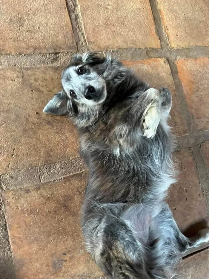 Cachorro ra a SRD-ViraLata idade 6 ou mais anos nome Milk