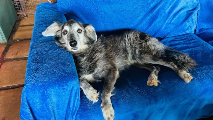 Cachorro ra a SRD-ViraLata idade 6 ou mais anos nome Milk
