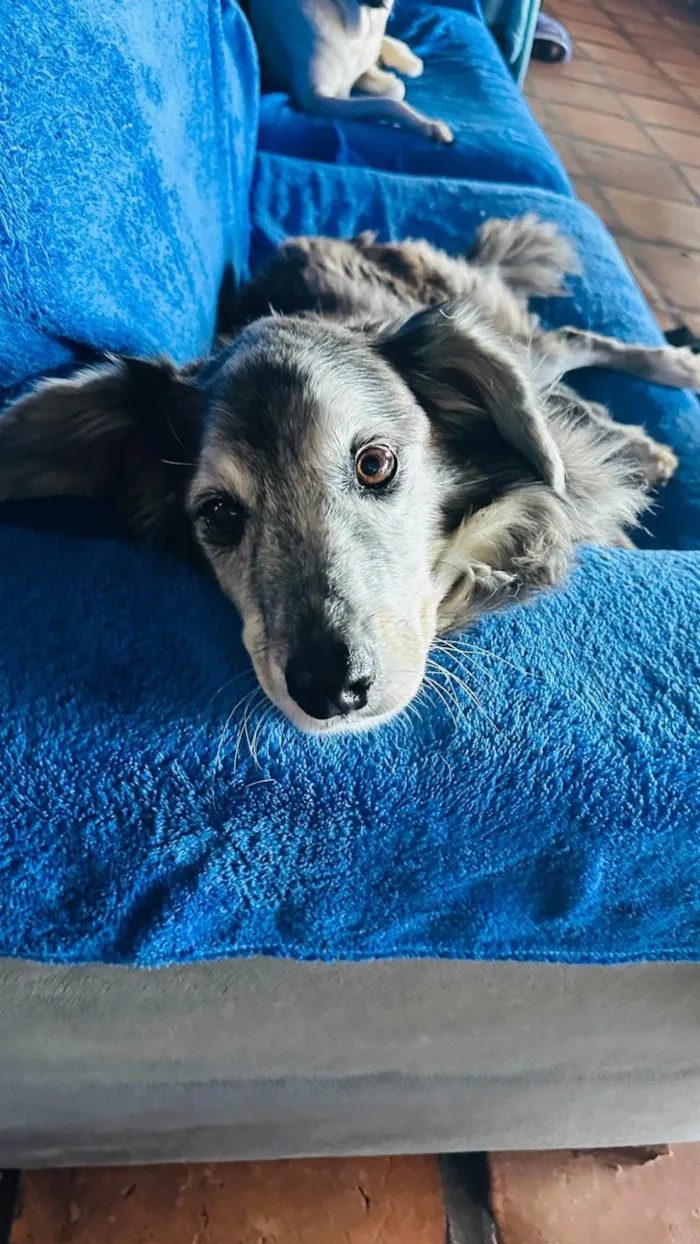 Cachorro ra a SRD-ViraLata idade 6 ou mais anos nome Milk