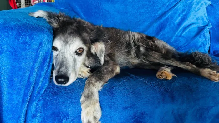 Cachorro ra a SRD-ViraLata idade 6 ou mais anos nome Milk
