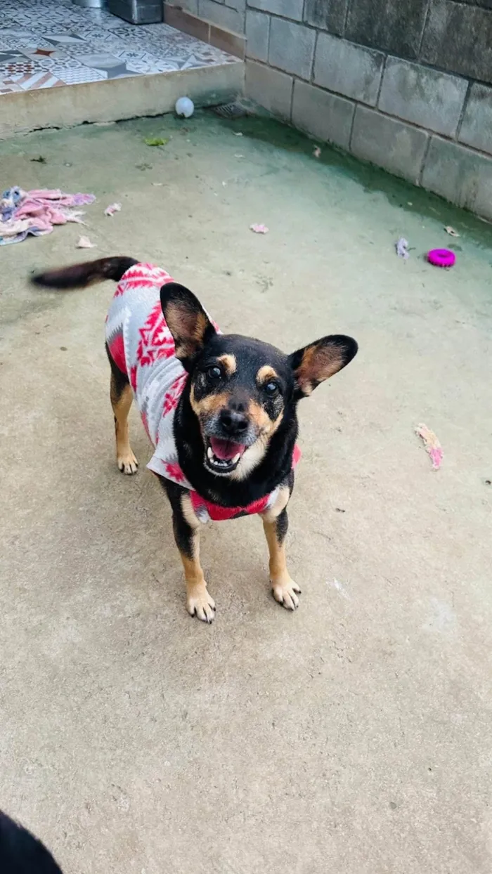 Cachorro ra a SRD-ViraLata idade 2 anos nome Thor