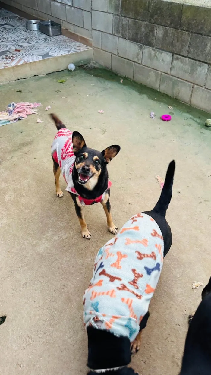 Cachorro ra a SRD-ViraLata idade 2 anos nome Thor