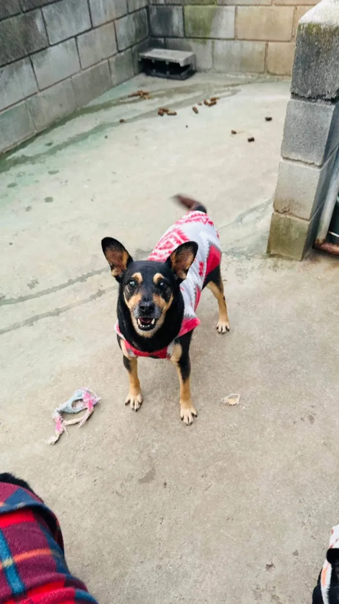 Cachorro ra a SRD-ViraLata idade 2 anos nome Thor
