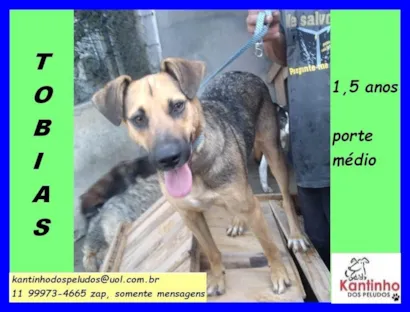 Cachorro raça SRD-ViraLata idade 1 ano nome Tobias