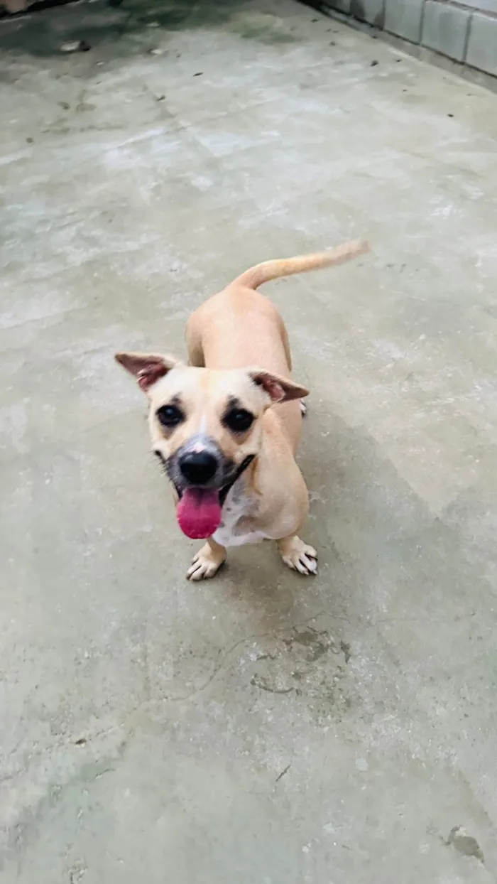 Cachorro ra a SRD-ViraLata idade 2 anos nome Tina