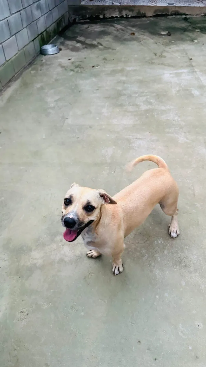 Cachorro ra a SRD-ViraLata idade 2 anos nome Tina