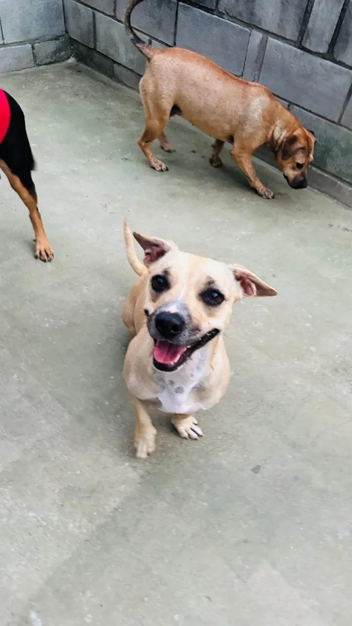 Cachorro ra a SRD-ViraLata idade 2 anos nome Tina