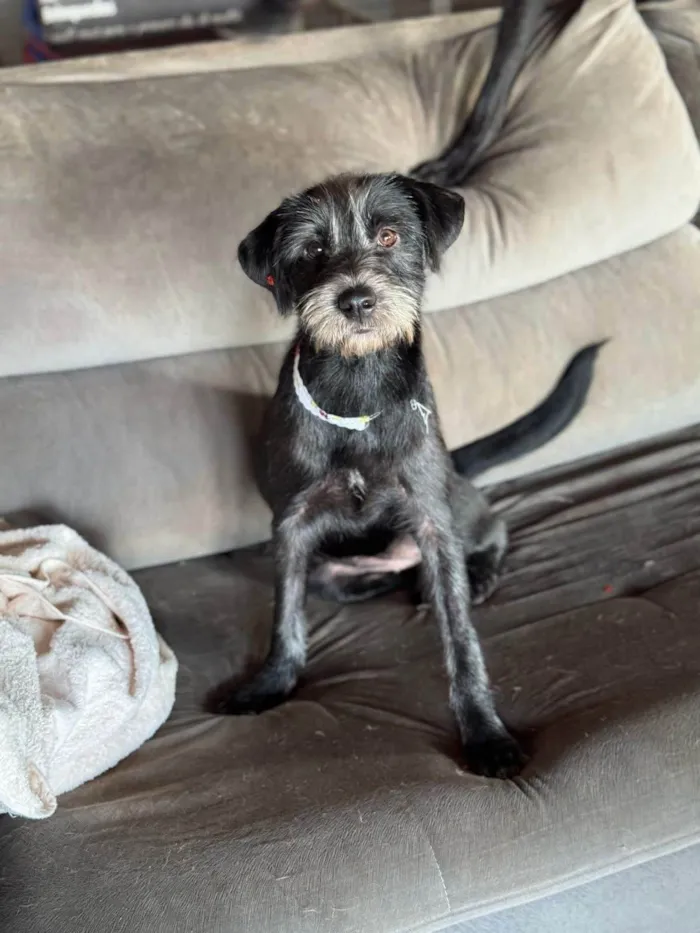 Cachorro ra a SRD-ViraLata idade 3 anos nome Graça