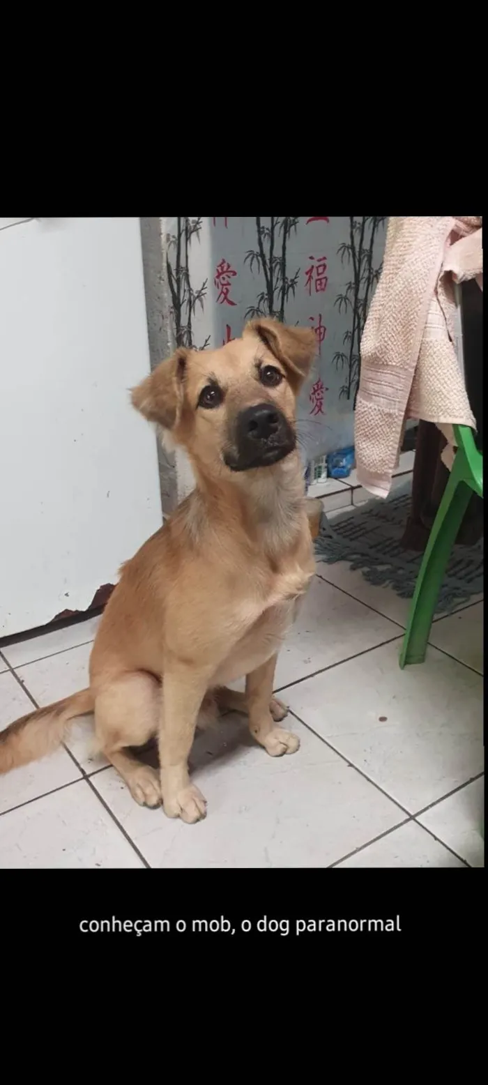 Cachorro ra a SRD-ViraLata idade 2 a 6 meses nome Mob Marley Mahatma Silva Lisboa 
