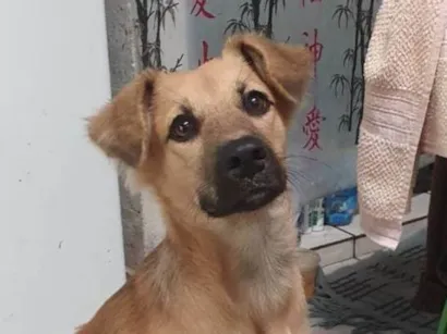Cachorro raça SRD-ViraLata idade 2 a 6 meses nome Mob Marley Mahatma Silva Lisboa 