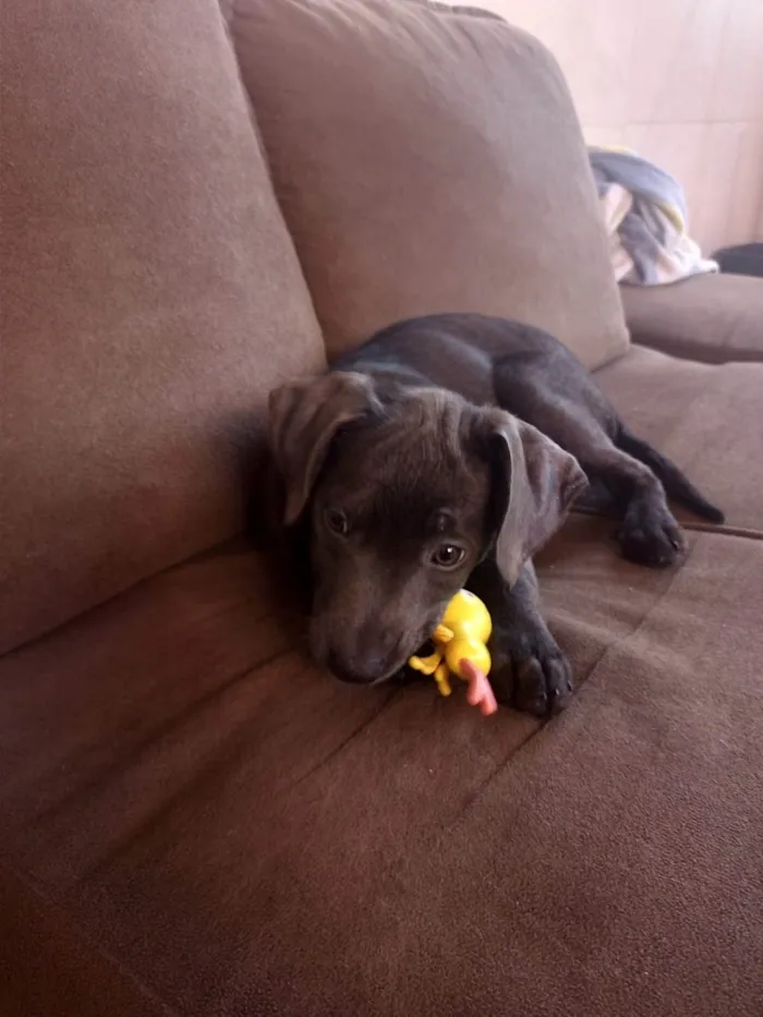 Cachorro ra a SRD-ViraLata idade 2 a 6 meses nome Luna