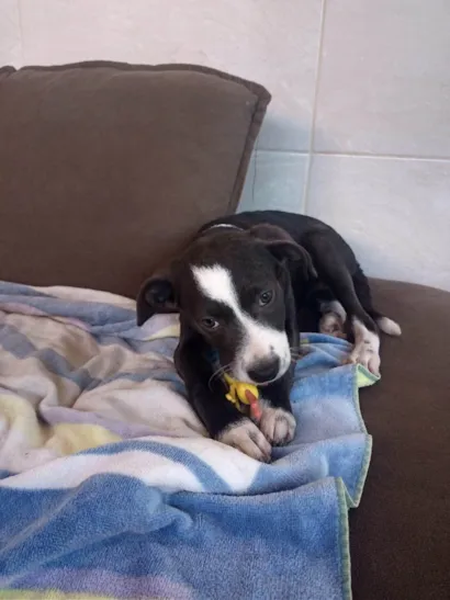 Cachorro raça SRD-ViraLata idade 2 a 6 meses nome Bela