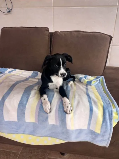 Cachorro raça SRD-ViraLata idade 2 a 6 meses nome Princesa