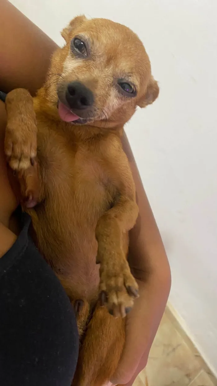 Cachorro ra a Pinscher idade 4 anos nome Sukito 