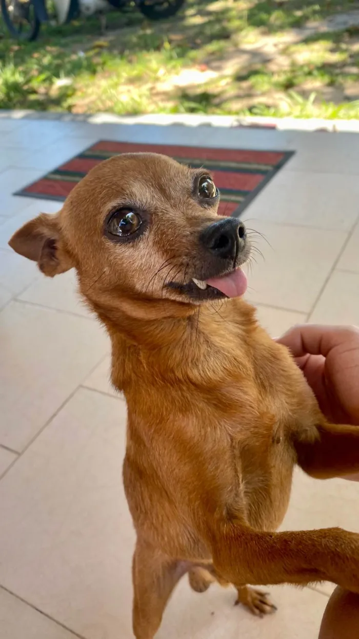 Cachorro ra a Pinscher idade 4 anos nome Sukito 