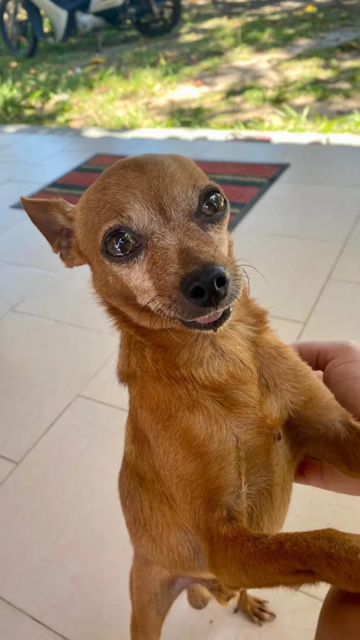 Cachorro ra a Pinscher idade 4 anos nome Sukito 