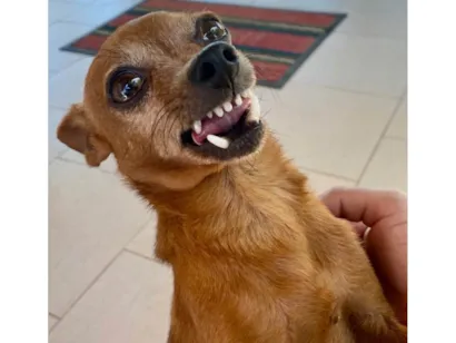 Cachorro raça Pinscher idade 4 anos nome Sukito 