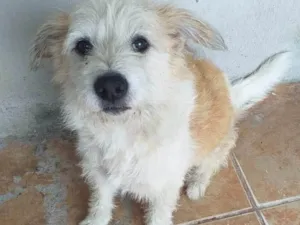 Cachorro raça SRD-ViraLata idade 7 a 11 meses nome Porte P Urgente