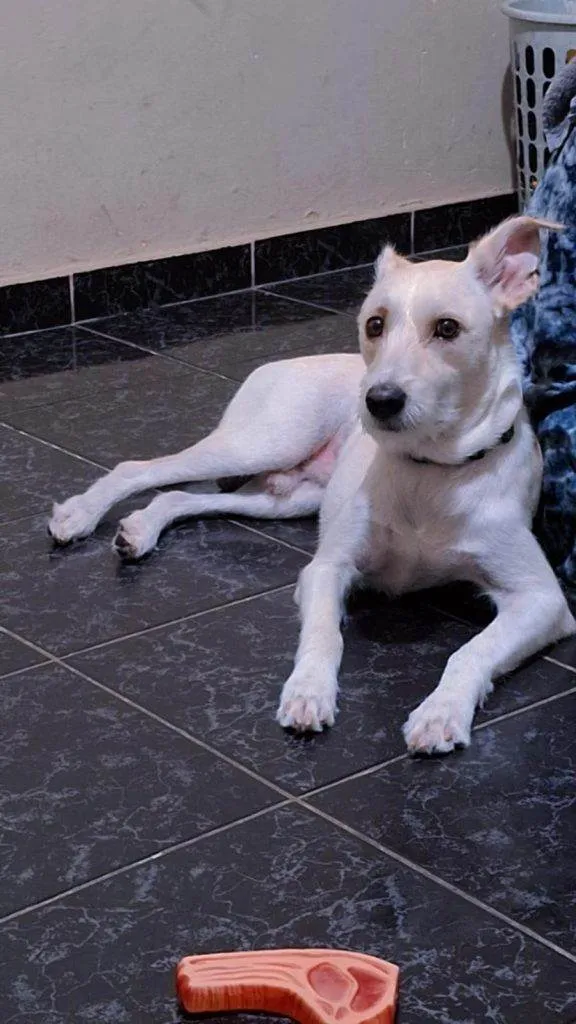 Cachorro ra a SRD-ViraLata idade 7 a 11 meses nome Adoção Urgente