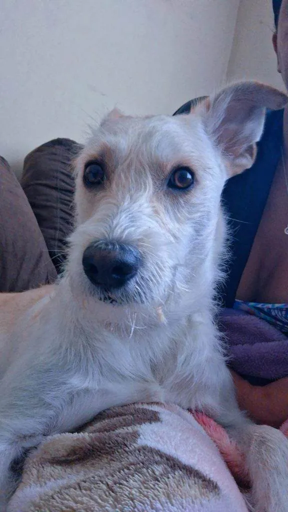 Cachorro ra a SRD-ViraLata idade 7 a 11 meses nome Adoção Urgente