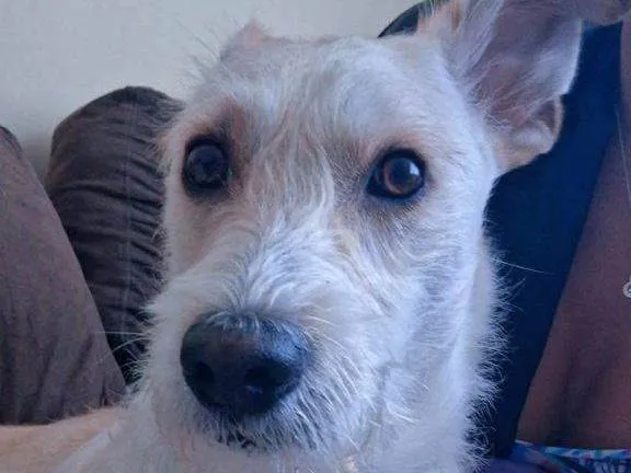 Cachorro ra a SRD-ViraLata idade 7 a 11 meses nome Adoção Urgente