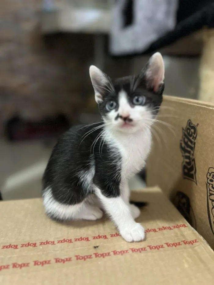 Gato ra a SRD-ViraLata idade 2 a 6 meses nome Filhote Urgente