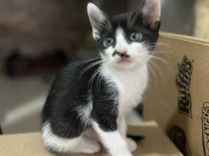 Gato raça SRD-ViraLata idade 2 a 6 meses nome Filhote Urgente