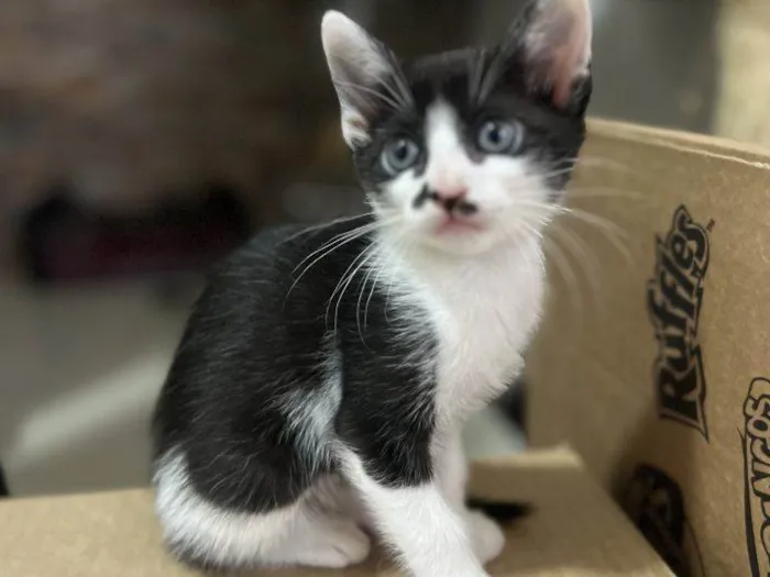 Gato ra a SRD-ViraLata idade 2 a 6 meses nome Filhote Urgente