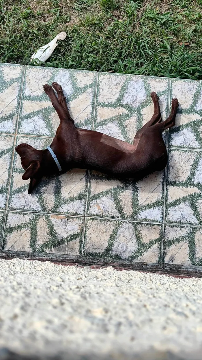 Cachorro ra a SRD-ViraLata idade 1 ano nome Milka