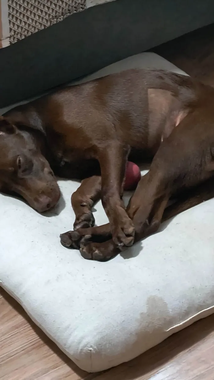 Cachorro ra a SRD-ViraLata idade 1 ano nome Milka