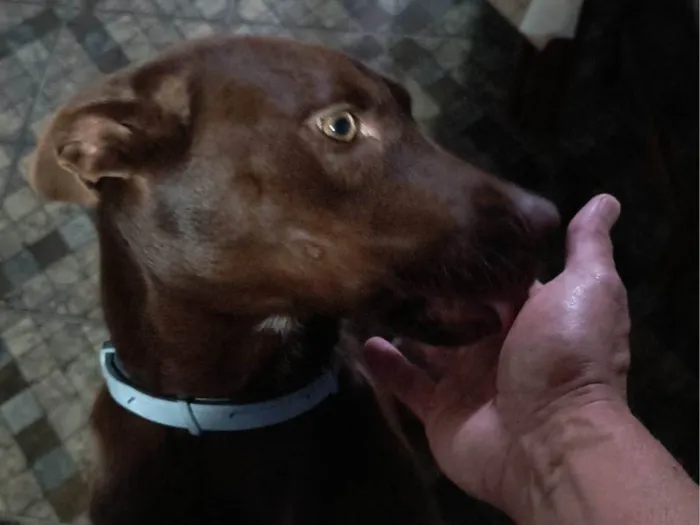 Cachorro ra a SRD-ViraLata idade 1 ano nome Milka