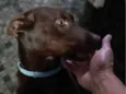 Milka