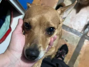 Cachorro raça SRD-ViraLata idade 2 anos nome Grazi