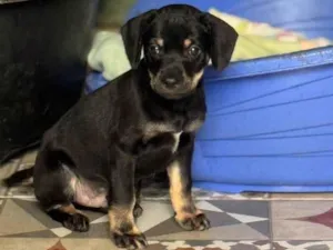 Cachorro raça SRD-ViraLata idade 2 a 6 meses nome Michelângelo