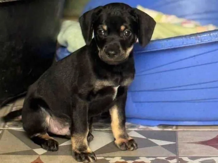 Cachorro ra a SRD-ViraLata idade 2 a 6 meses nome Michelângelo