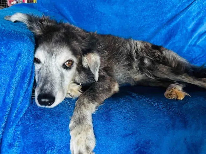 Cachorro ra a SRD-ViraLata idade 6 ou mais anos nome Milk