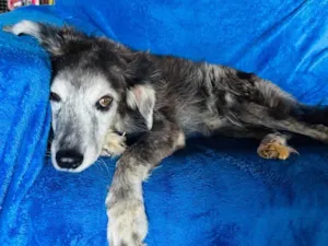 Cachorro raça SRD-ViraLata idade 6 ou mais anos nome Milk