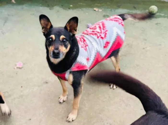 Cachorro ra a SRD-ViraLata idade 2 anos nome Thor