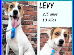 Cachorro raça SRD-ViraLata idade 2 anos nome Levy