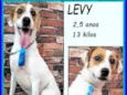 Levy