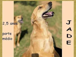 Cachorro raça SRD-ViraLata idade 2 anos nome Jade