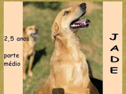 Cachorro raça SRD-ViraLata idade 2 anos nome Jade