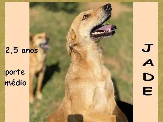 Cachorro ra a SRD-ViraLata idade 2 anos nome Jade