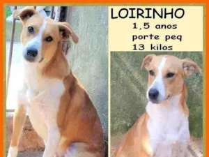 Cachorro raça SRD-ViraLata idade 1 ano nome Loirinho